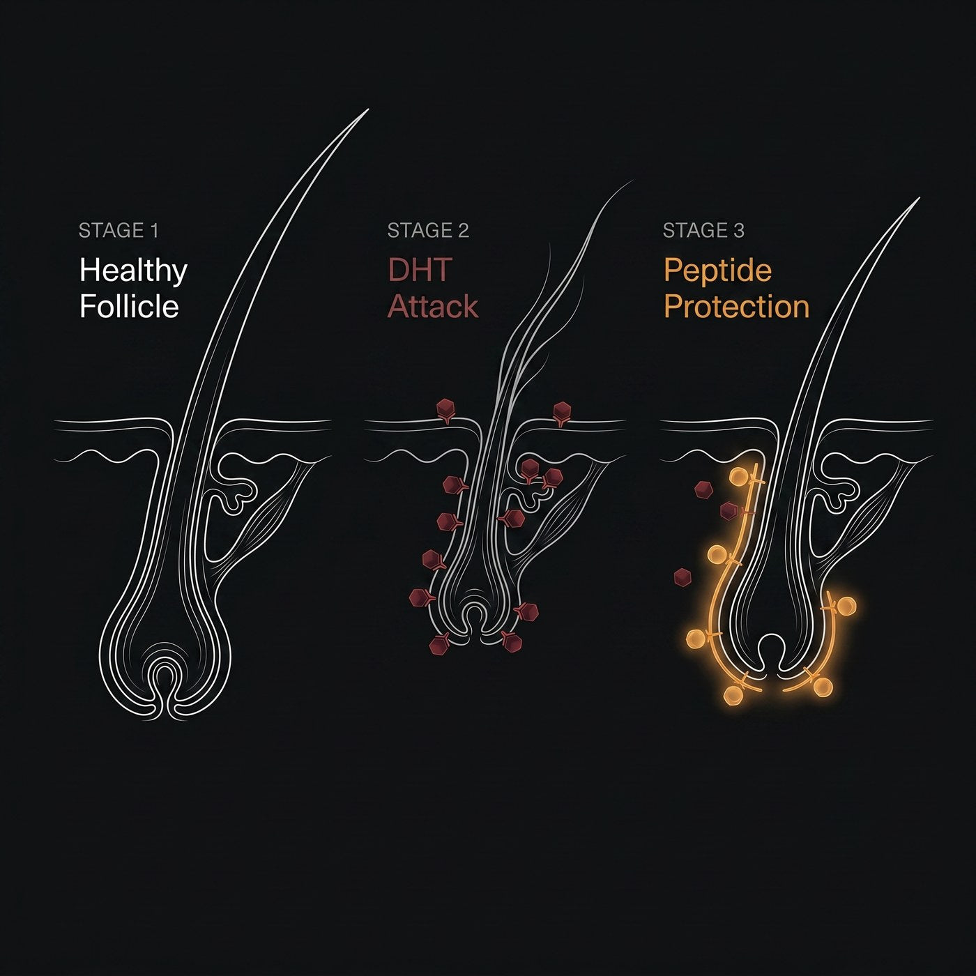 How GRWTH works: DHT attack and peptide protection